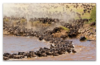 Unforgettable Kenya Safari Tours: Explore Iconic Parks in Comfort and Safety 